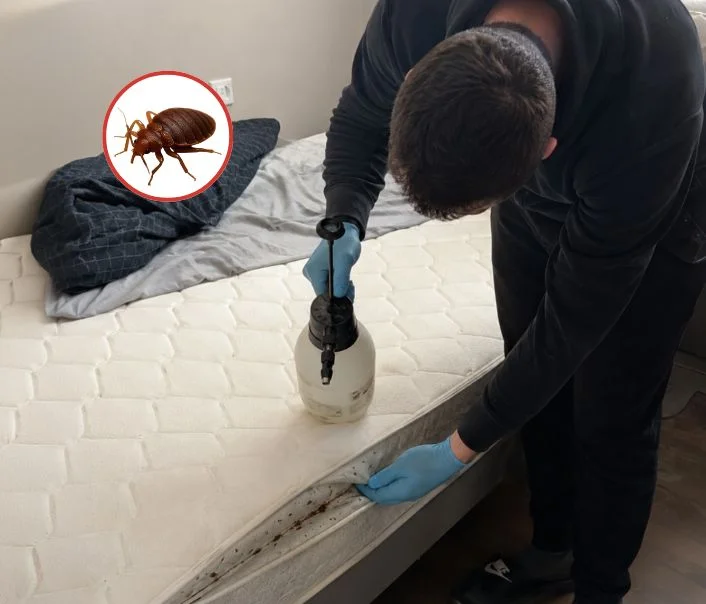 Technicien traitant un matelas contre les punaises de lit à Arbonne-la-Forêt